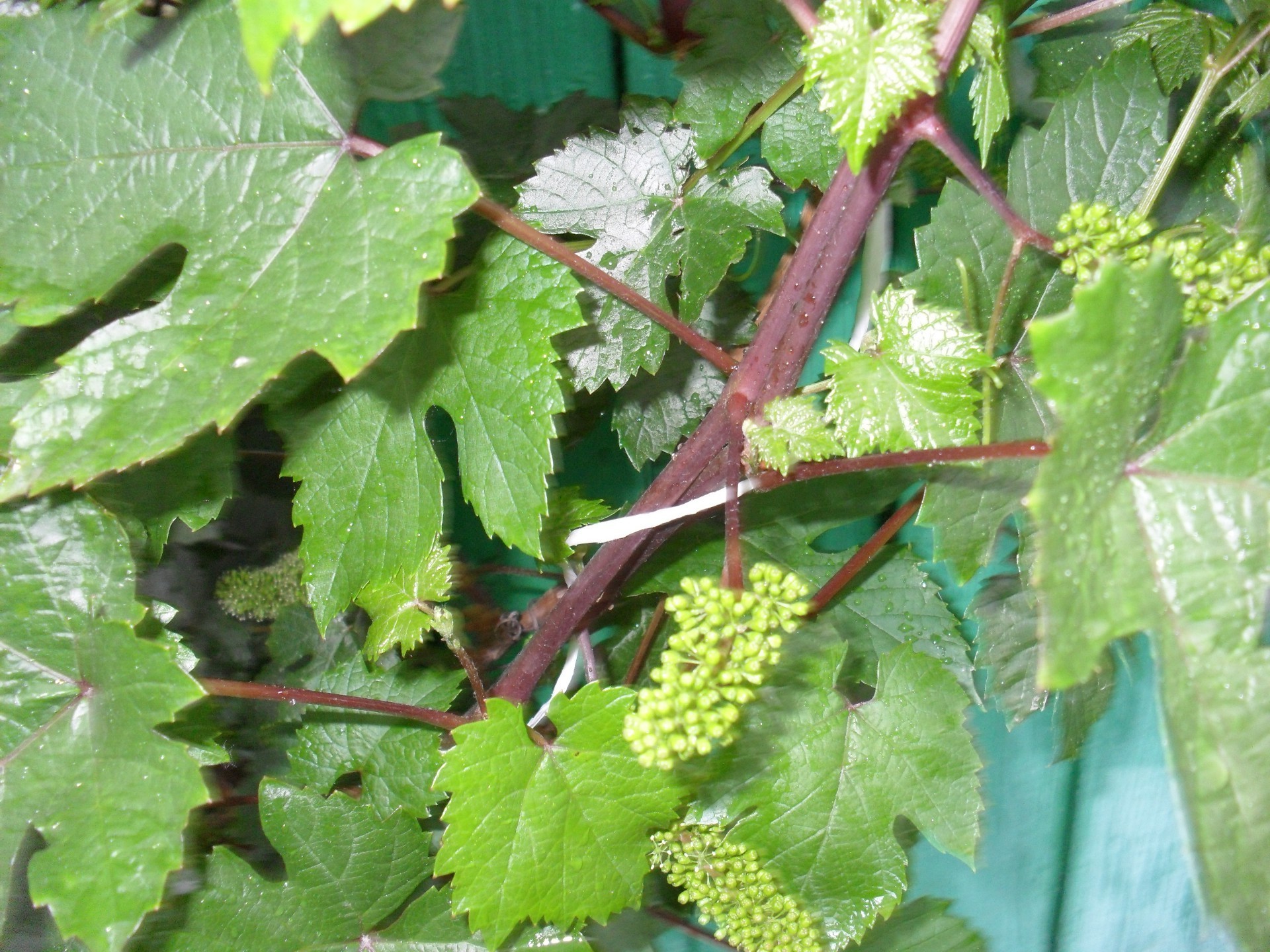 potager vigne feuille flore alimentaire nature croissance agriculture fruits pamplemousse gros plan pâturage à l extérieur vin grandir jardin ferme branche environnement