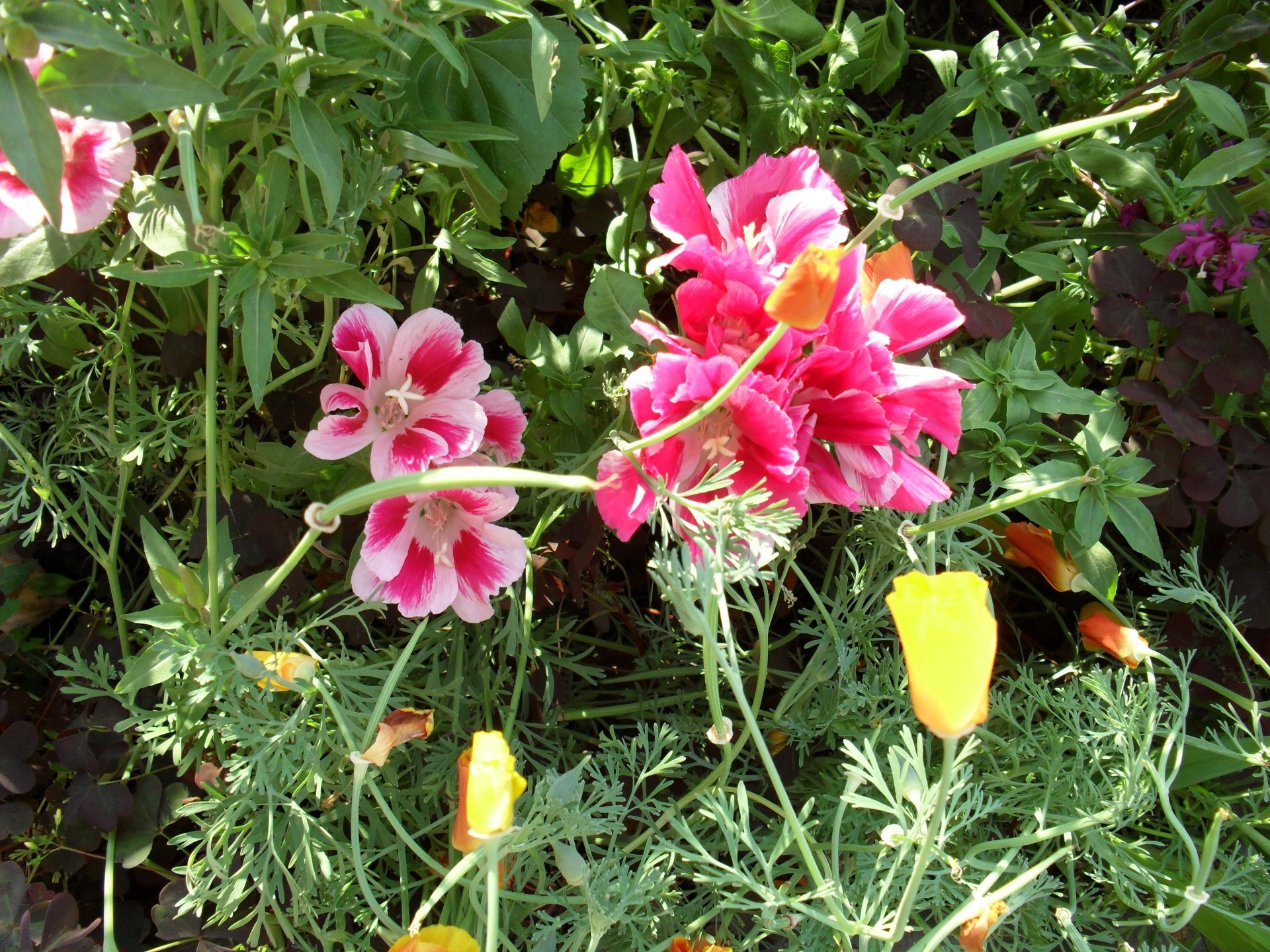 flowers flower garden nature summer flora leaf blooming floral grass color petal field season close-up outdoors bright hayfield park beautiful