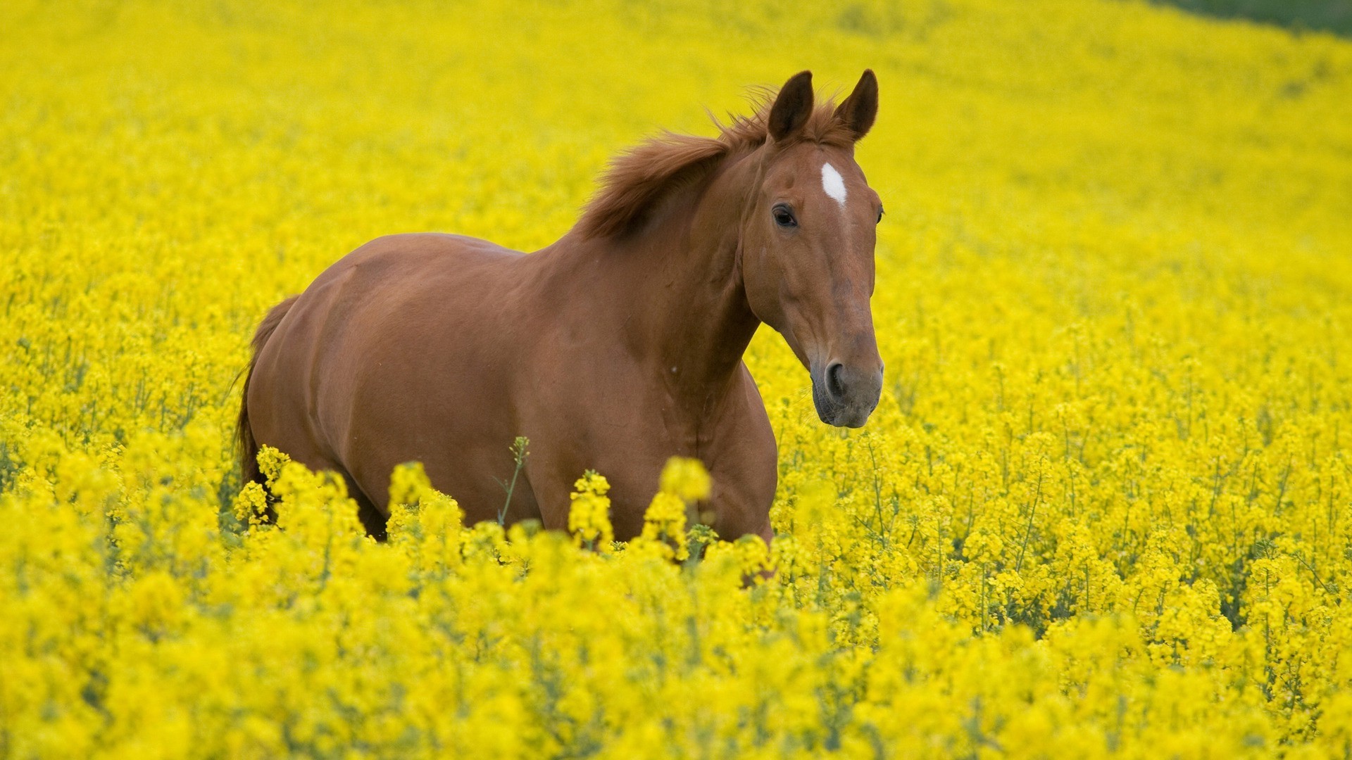 horses field farm hayfield agriculture flower landscape rural nature