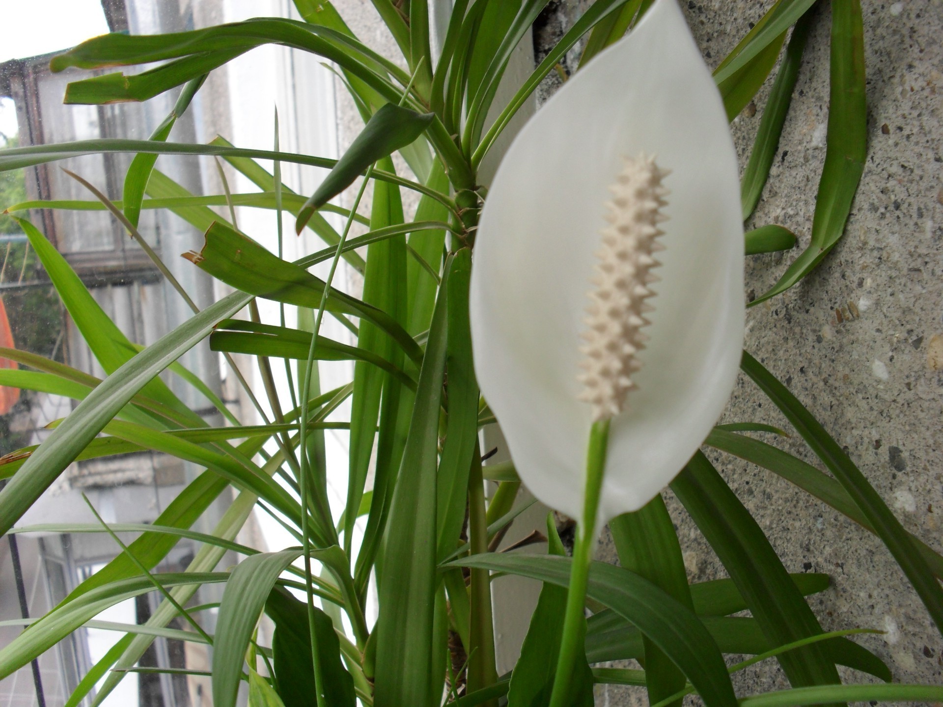 花 自然 叶 户外 夏天 植物 生长 草 花 孤立