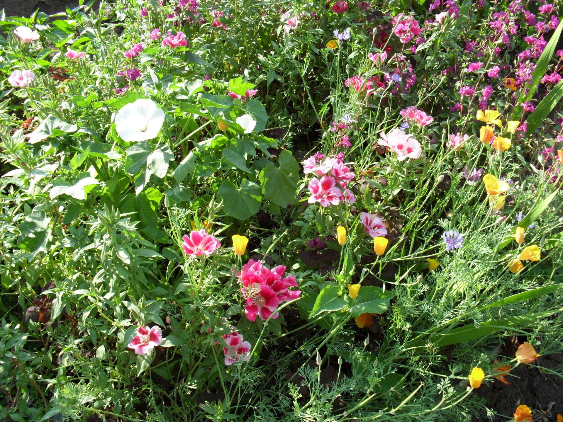 çiçekler çiçek flora bahçe doğa çiçek açan yaz çiçek taçyaprağı yaprak alan çimen saman sezon renk büyüme parlak güzel hava çim dostum açık havada