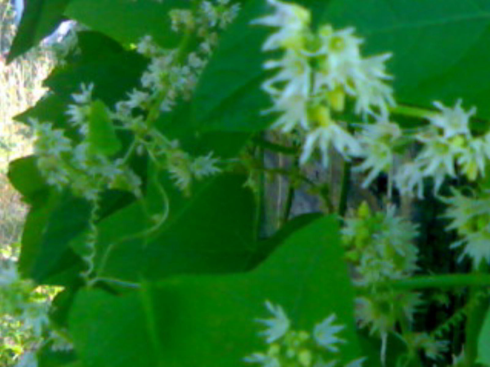 菜园 植物 叶 自然 生长 花园 花 特写 季节 草药 新鲜 夏天 食物 户外 草药 花卉 蔬菜 植物 分支