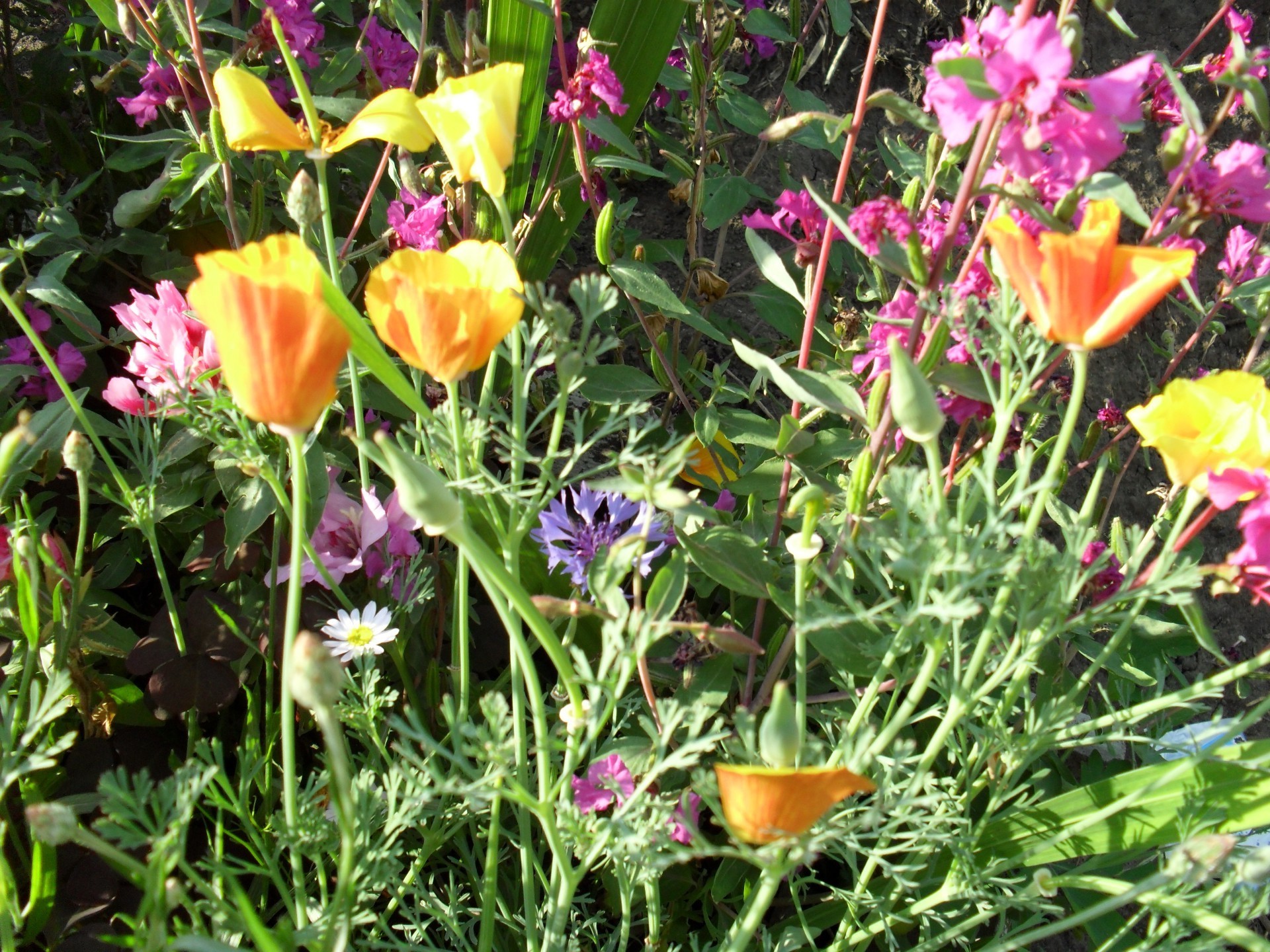 flowers flower flora nature garden summer blooming leaf floral petal field bright color season grass fair weather growth outdoors hayfield botanical