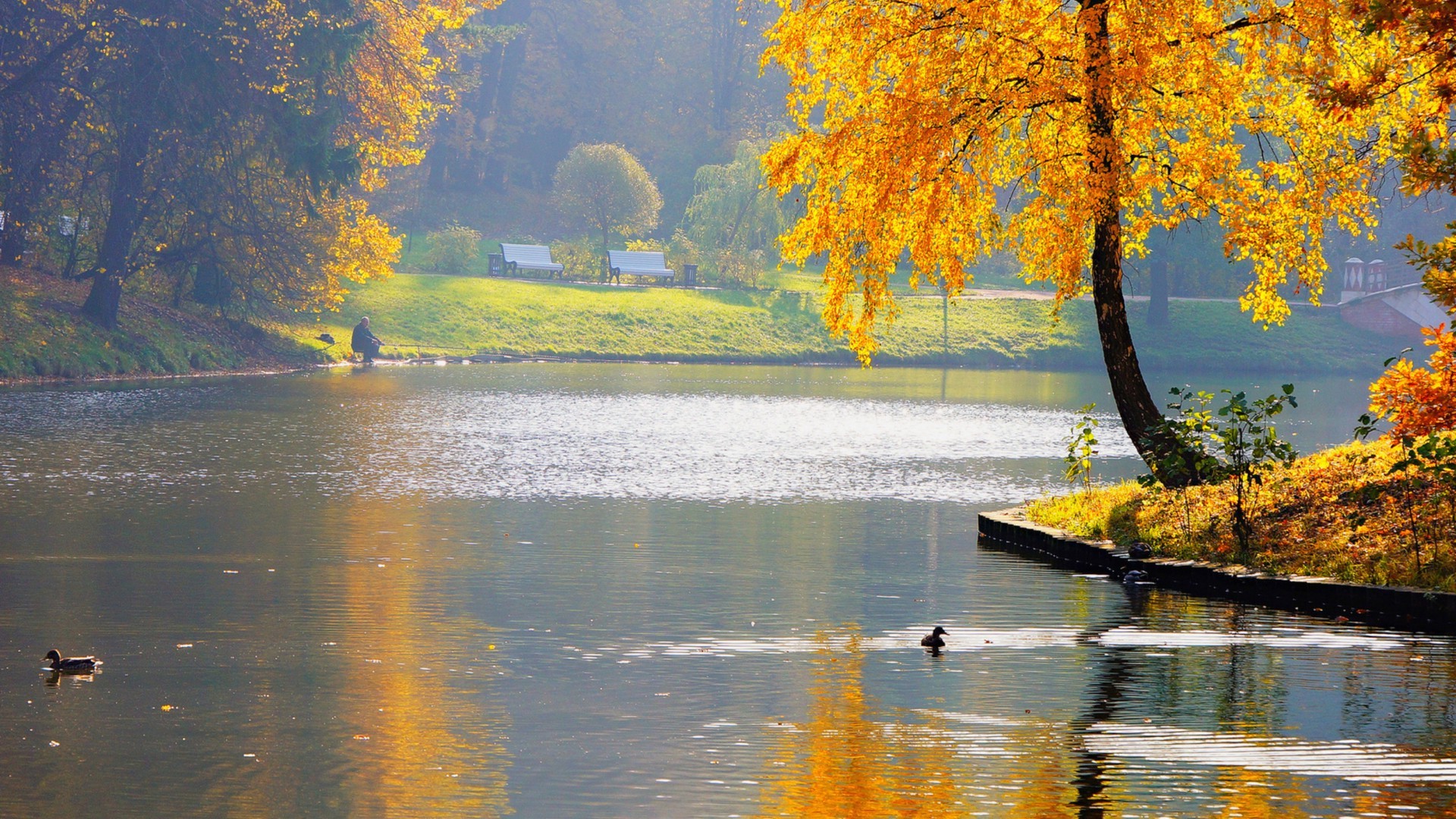 rivières étangs et ruisseaux étangs et ruisseaux automne arbre eau lac rivière feuille paysage scénique bois nature à l extérieur saison réflexion parc érable or lumière du jour