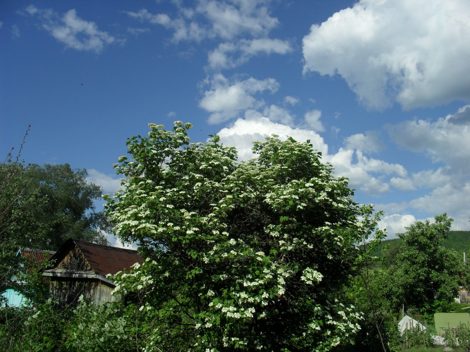 distese native legno legno natura paesaggio all aperto foglia estate cielo rurale erba flora