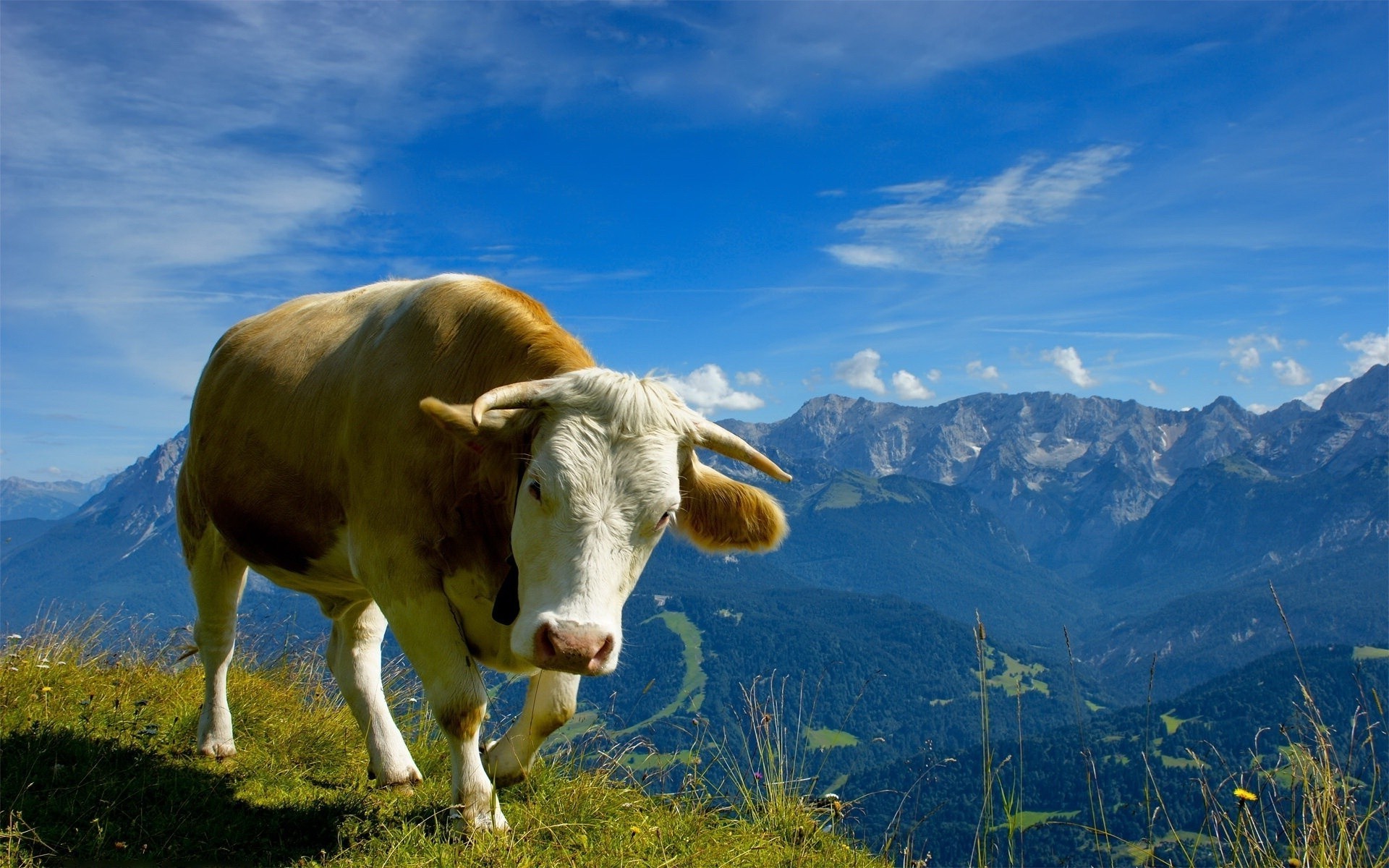 animals pasture grass cow landscape agriculture hayfield grassland nature outdoors farm summer milk rural sky livestock