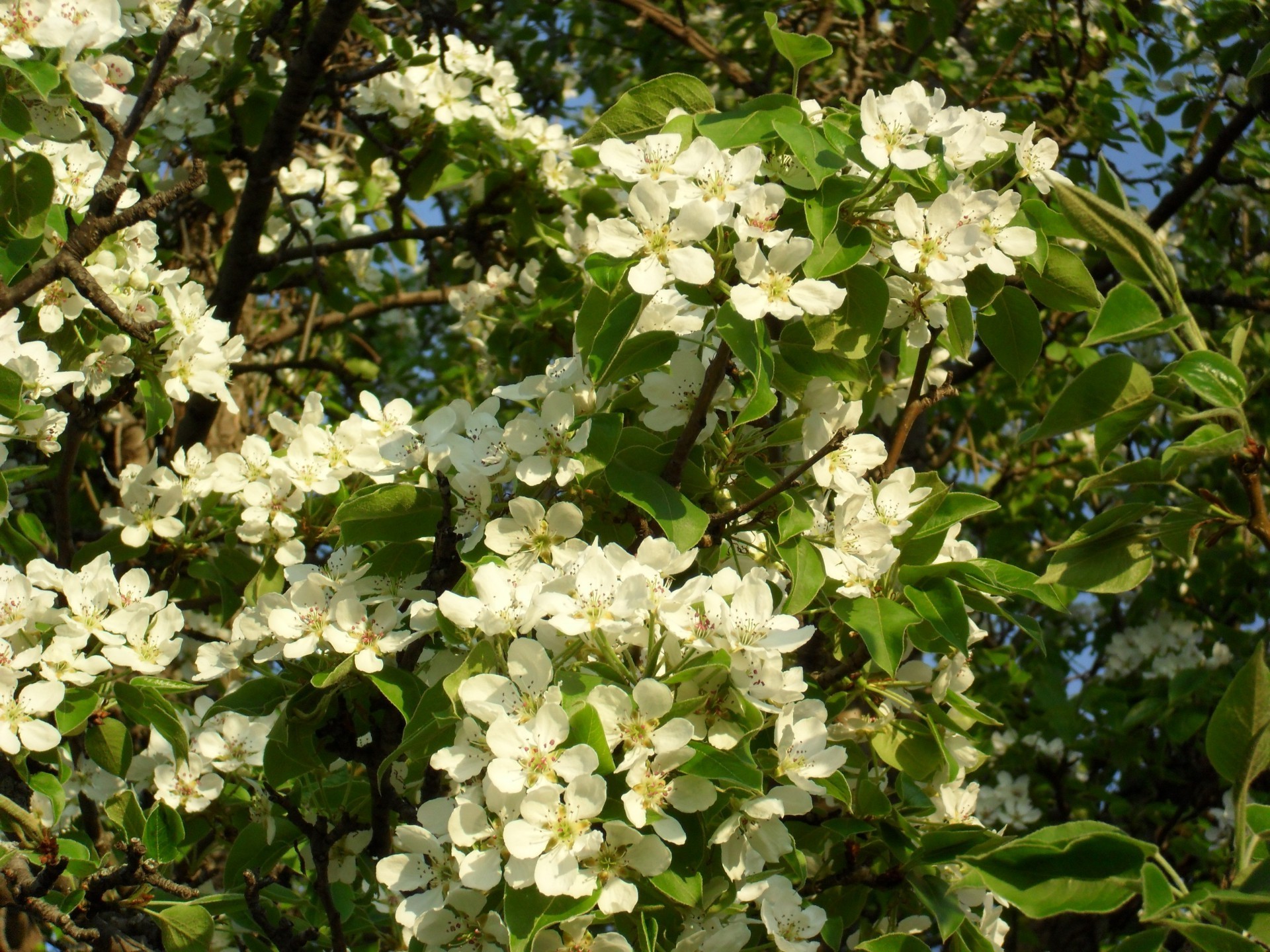 flores flor flora árbol hoja bluming naturaleza jardín pétalo rama floral estación cereza crecimiento manzana verano amigo al aire libre parque primavera