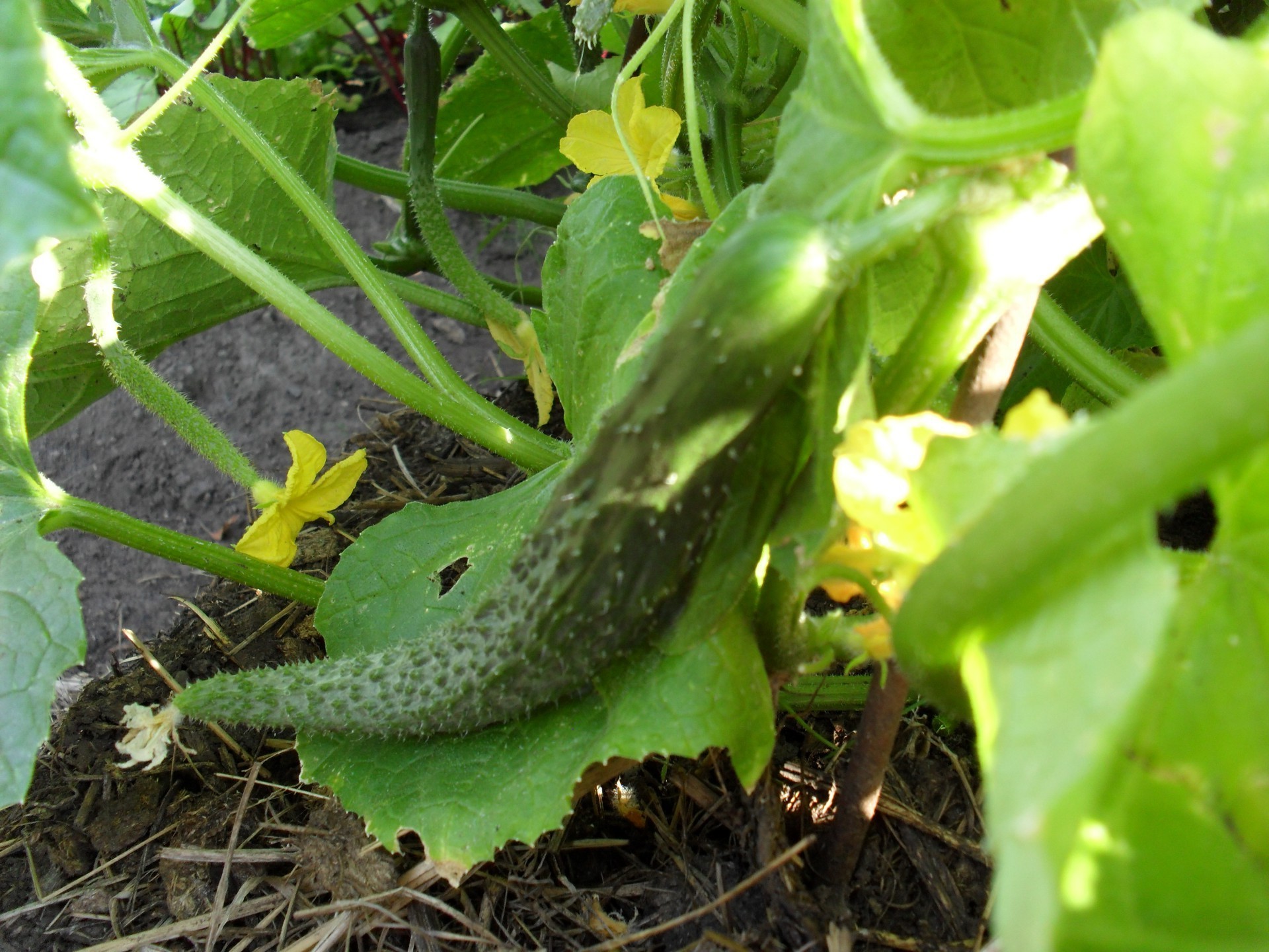 菜园 自然 叶 食物 花园 植物群 农业 农场 蔬菜 户外 小 增长 夏天 牧场 特写 土壤 增长