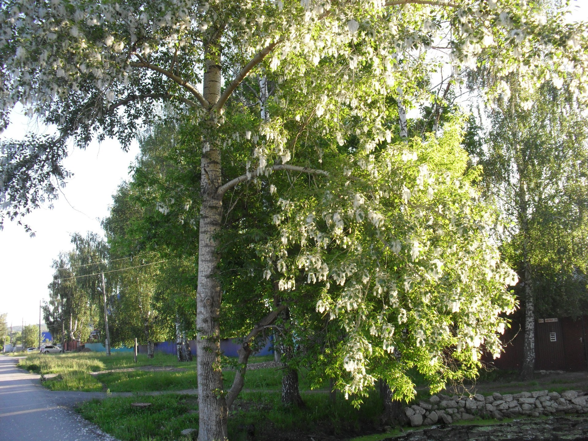 native weite baum landschaft blatt natur ländlichen holz flora saison park umwelt sommer straße gutes wetter zweig land szene guide im freien landschaft