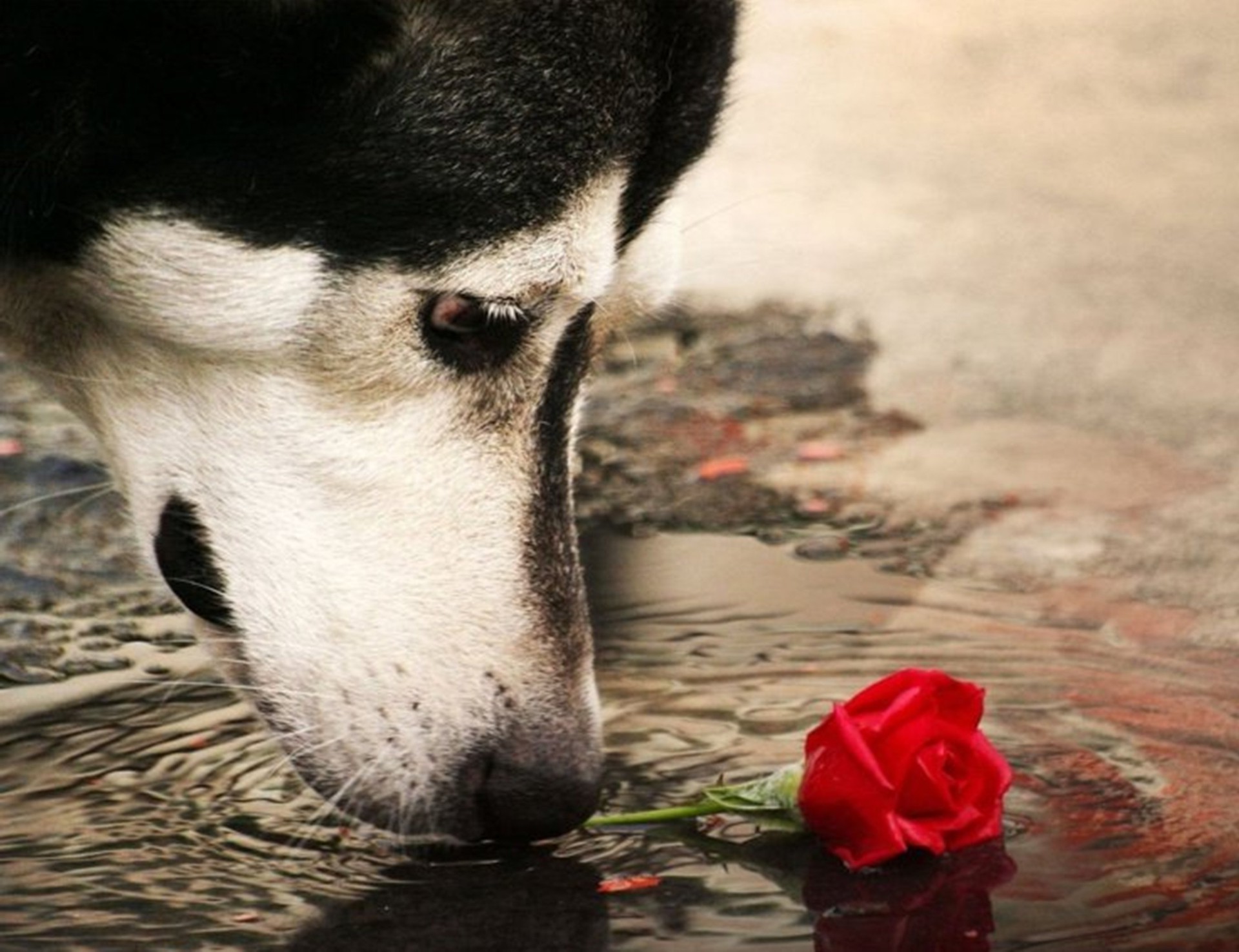 cães natureza cão retrato mamífero inverno fofa olho solteiro ao ar livre vida selvagem