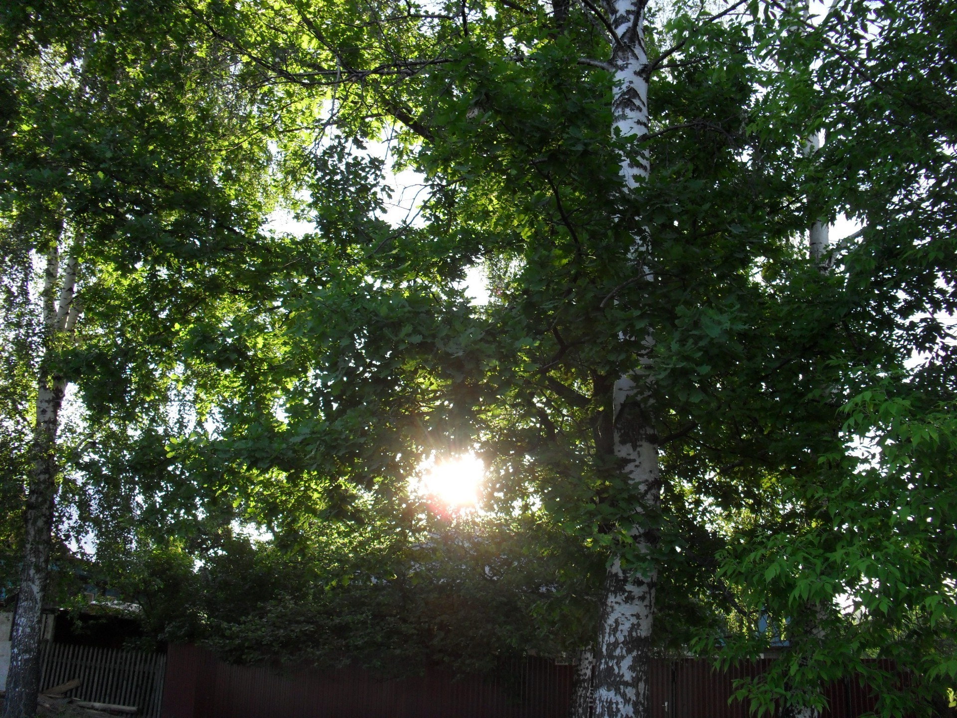 native open spaces tree wood leaf landscape nature environment branch fair weather summer outdoors sun lush bright flora park season growth