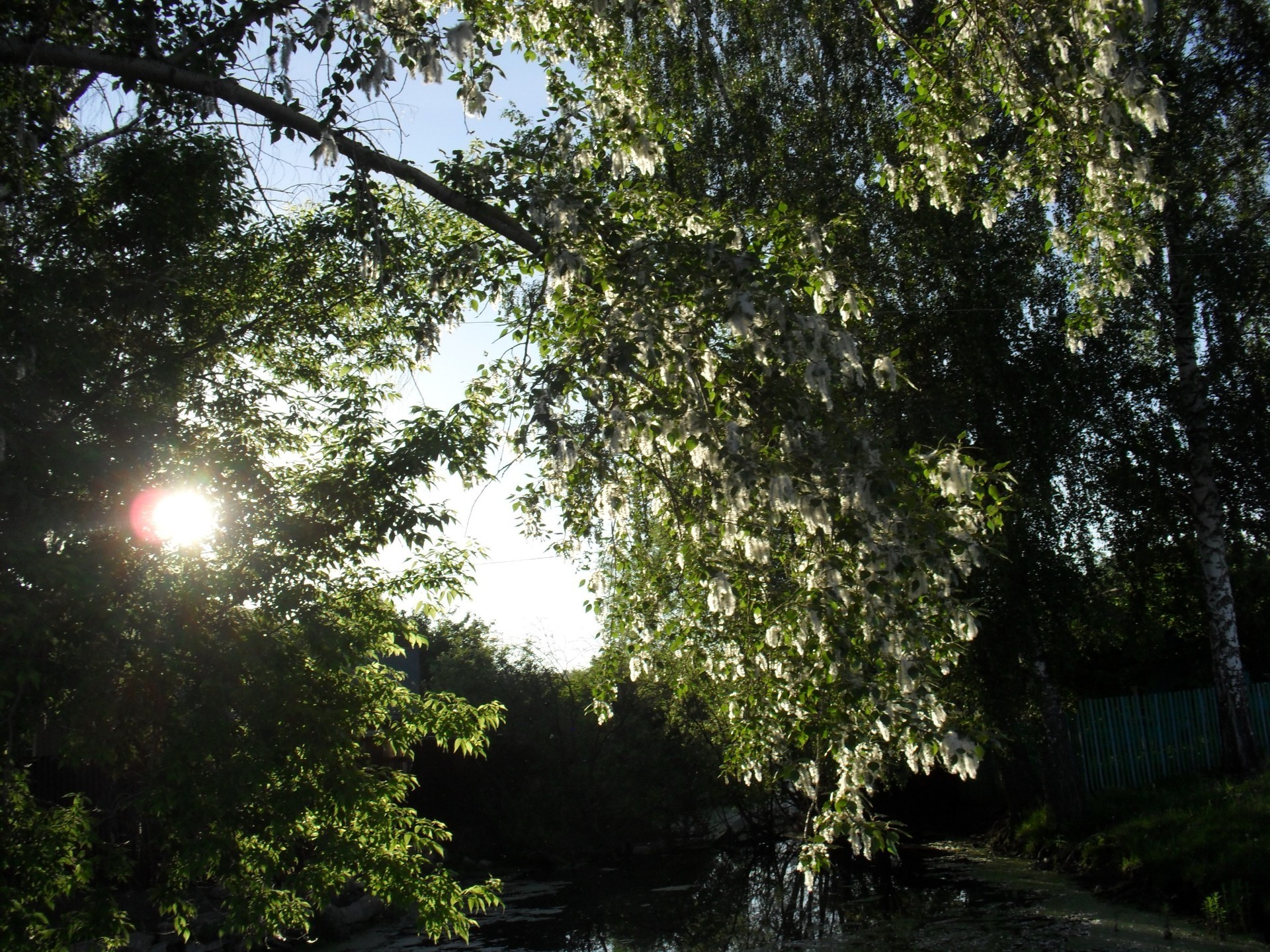 native open spaces tree landscape wood nature leaf park environment outdoors lush fair weather branch flora season daylight light sun growth scenic