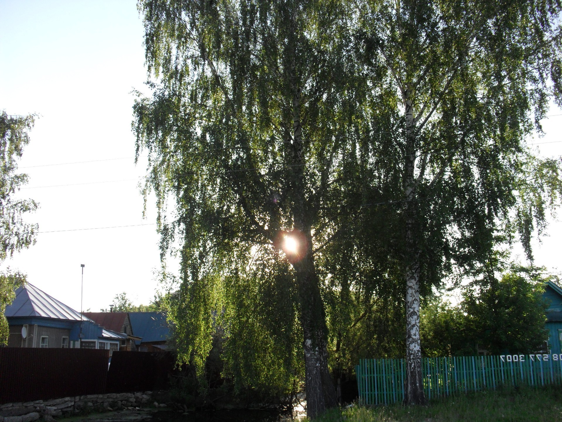 yerli alanlar ağaç park manzara doğa ahşap yaprak ortamlar ışık flora güzel hava sezon yaz açık havada çimen güneş rehberlik bahçe şube