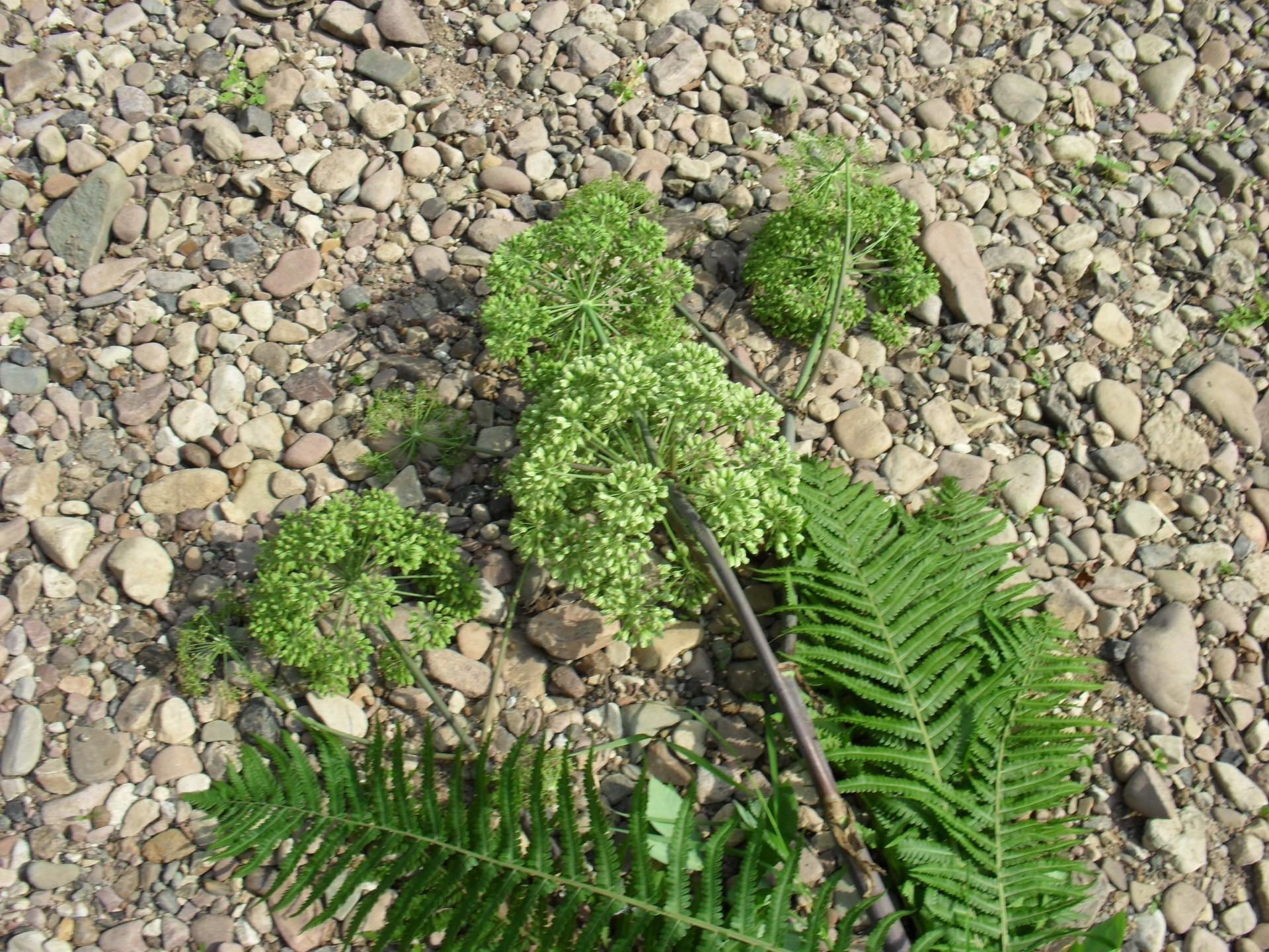 photo personnelle feuille flore nature croissance jardin environnement terre été à l extérieur nourriture sol gros plan bureau herbe