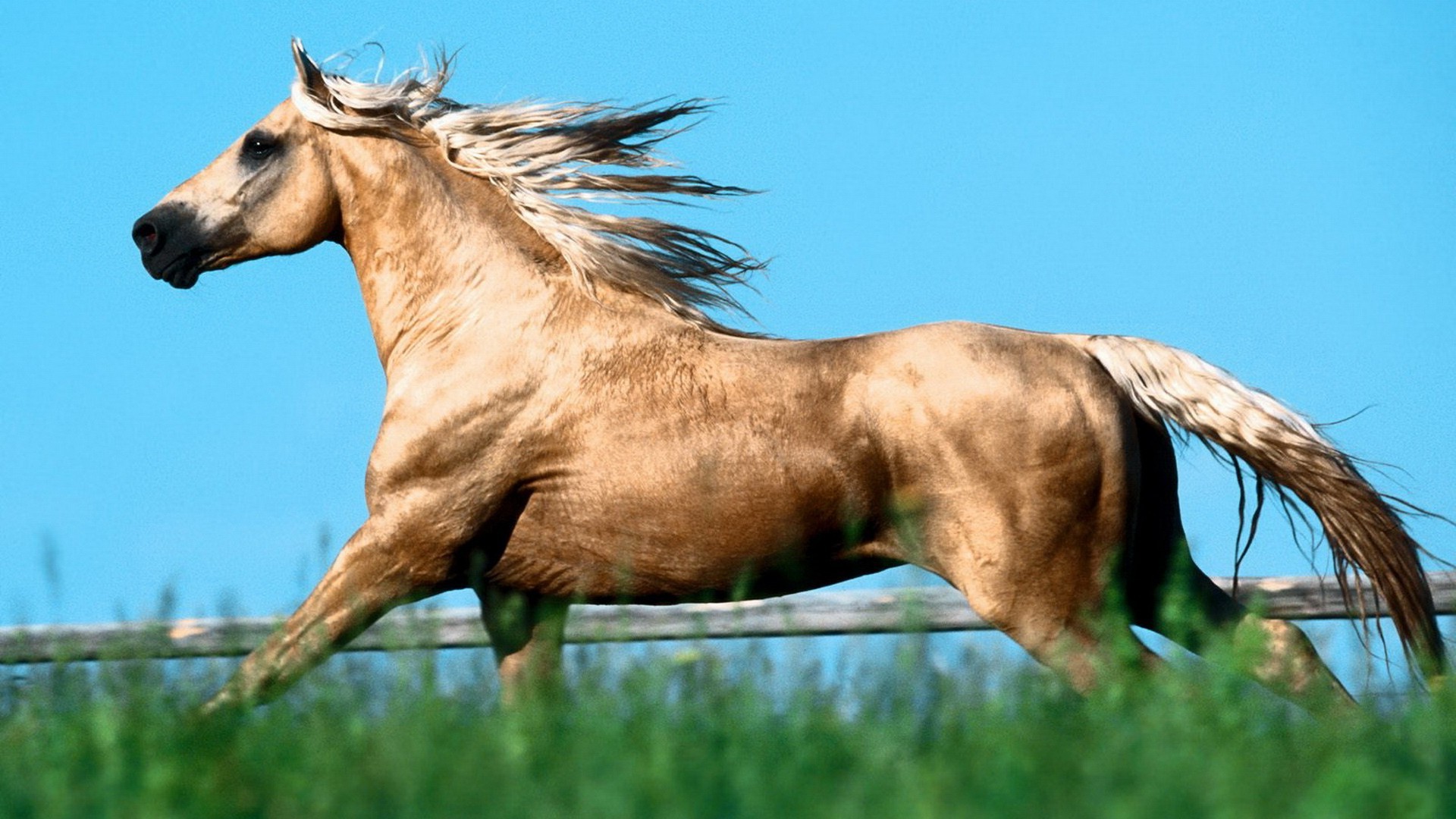 Красивая коричнево-белая лошадь скачать