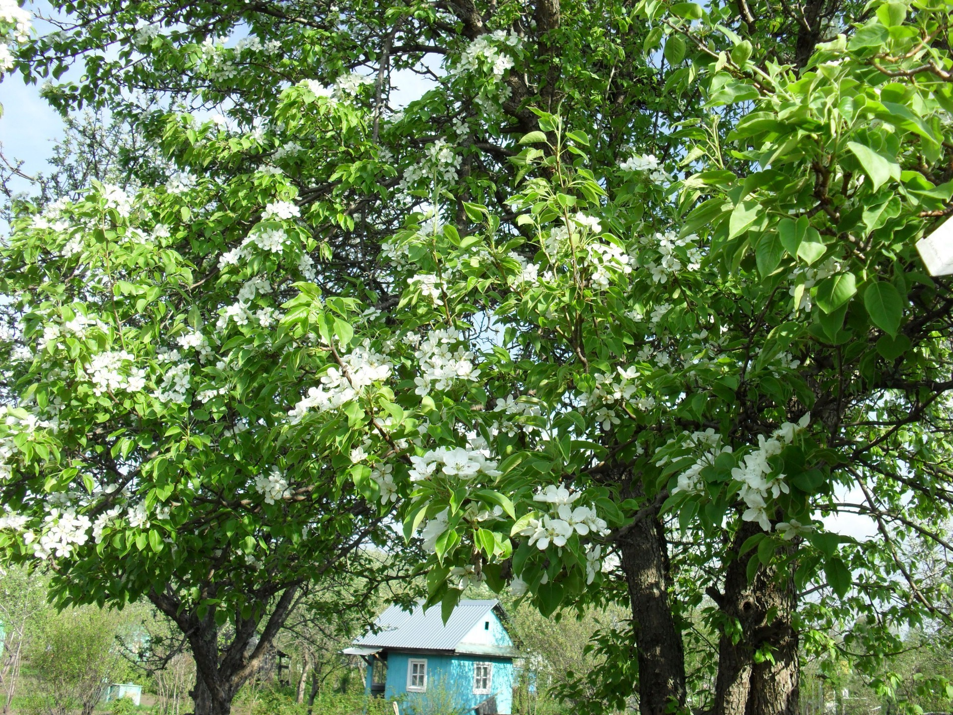 personal photo tree flora nature branch season leaf landscape growth wood flower outdoors garden park environment scene summer sunny fruit fair weather agriculture