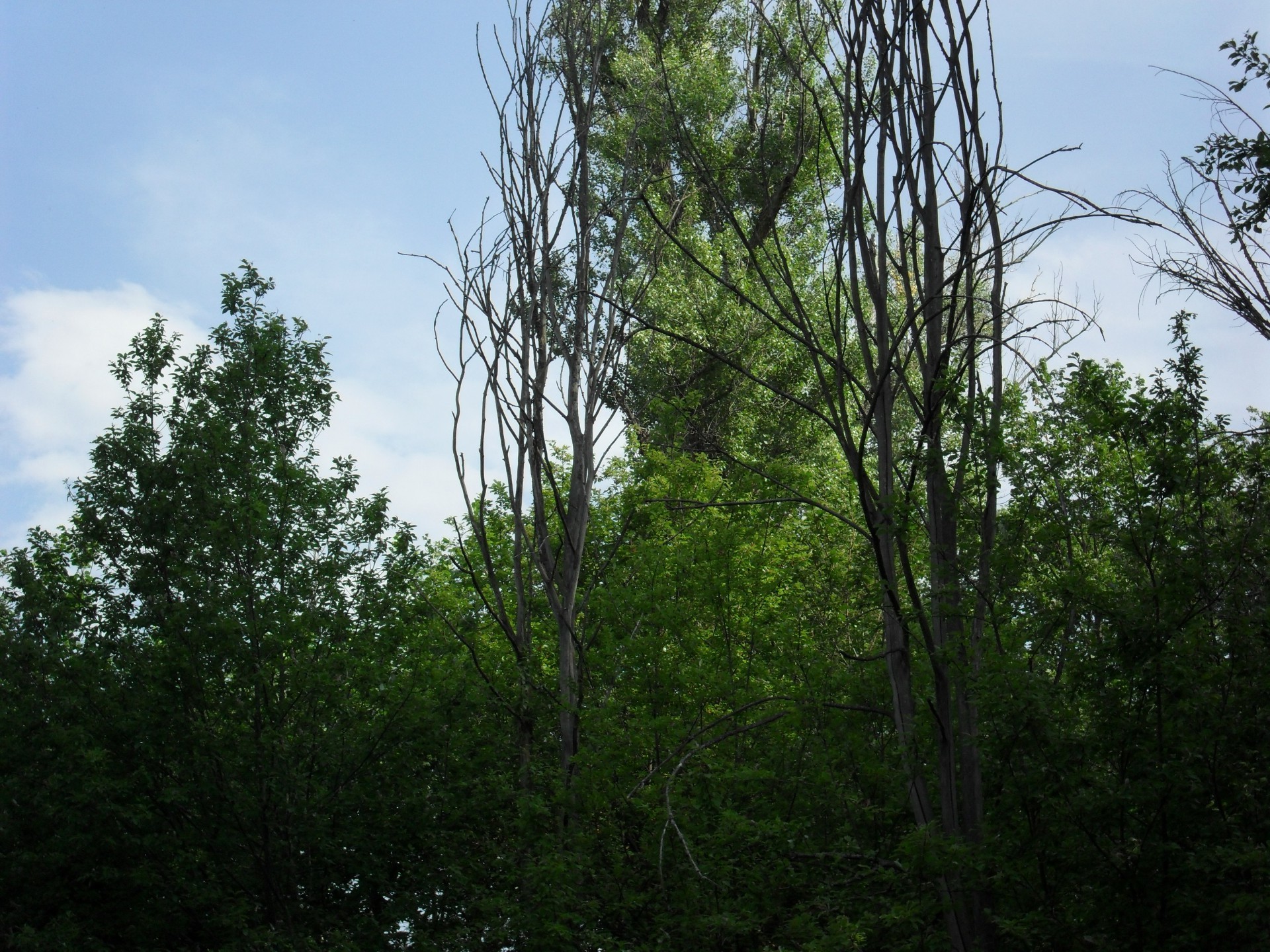 distese native albero natura foglia legno paesaggio all aperto ambiente flora bel tempo parco estate crescita cielo ramo lussureggiante