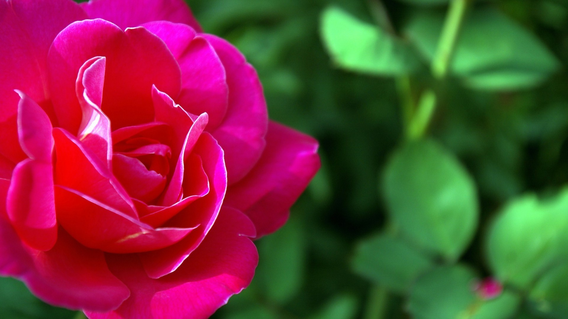 roses nature fleur feuille flore été pétale jardin amour lumineux couleur bluming romance floral