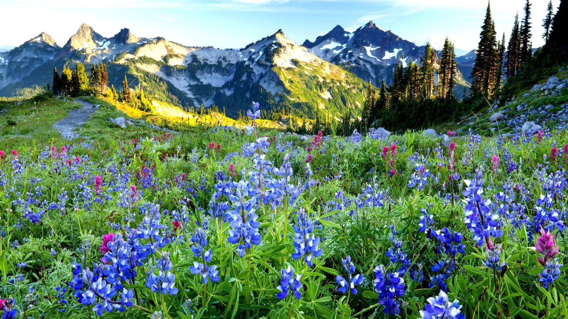 fiori lupino natura fieno fiore paesaggio montagna all aperto fiori selvatici estate rurale flora scenic erba stagione selvaggio campo primavera