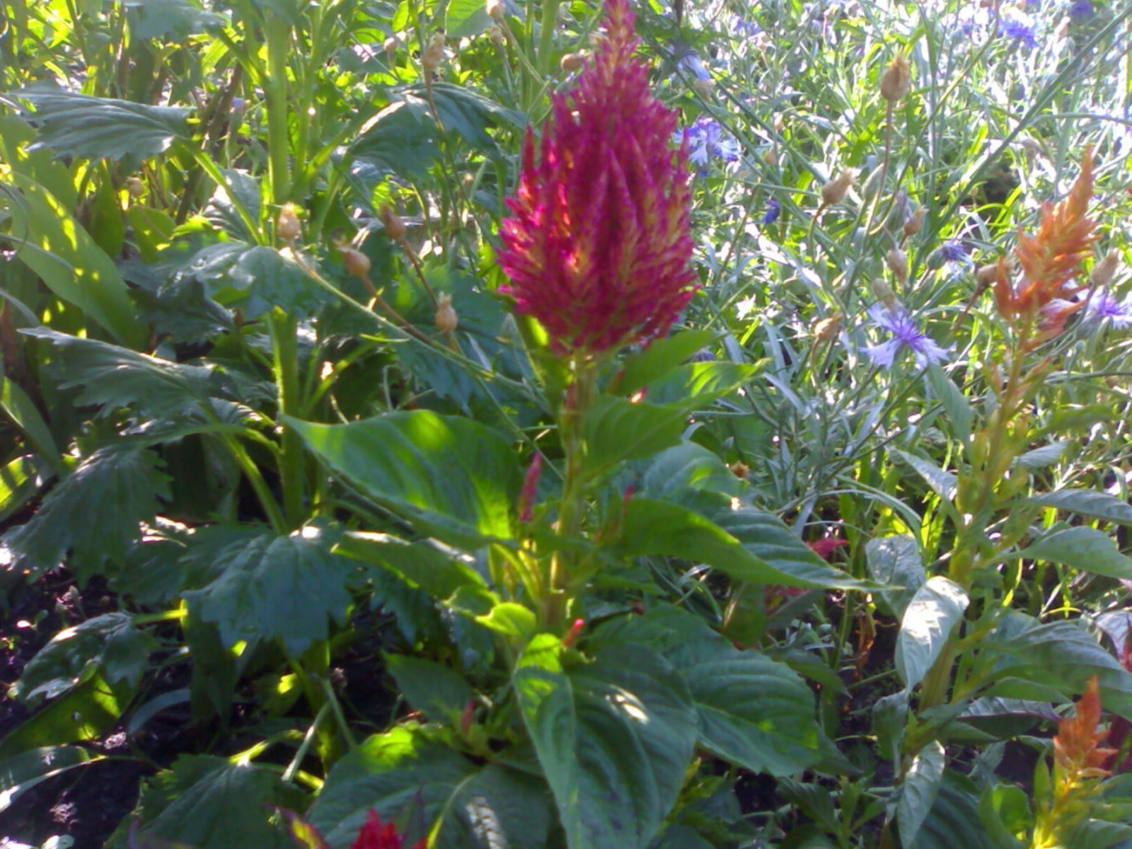 flowers nature flower flora garden leaf summer outdoors color blooming bright season growth tree perennial field environment floral grass