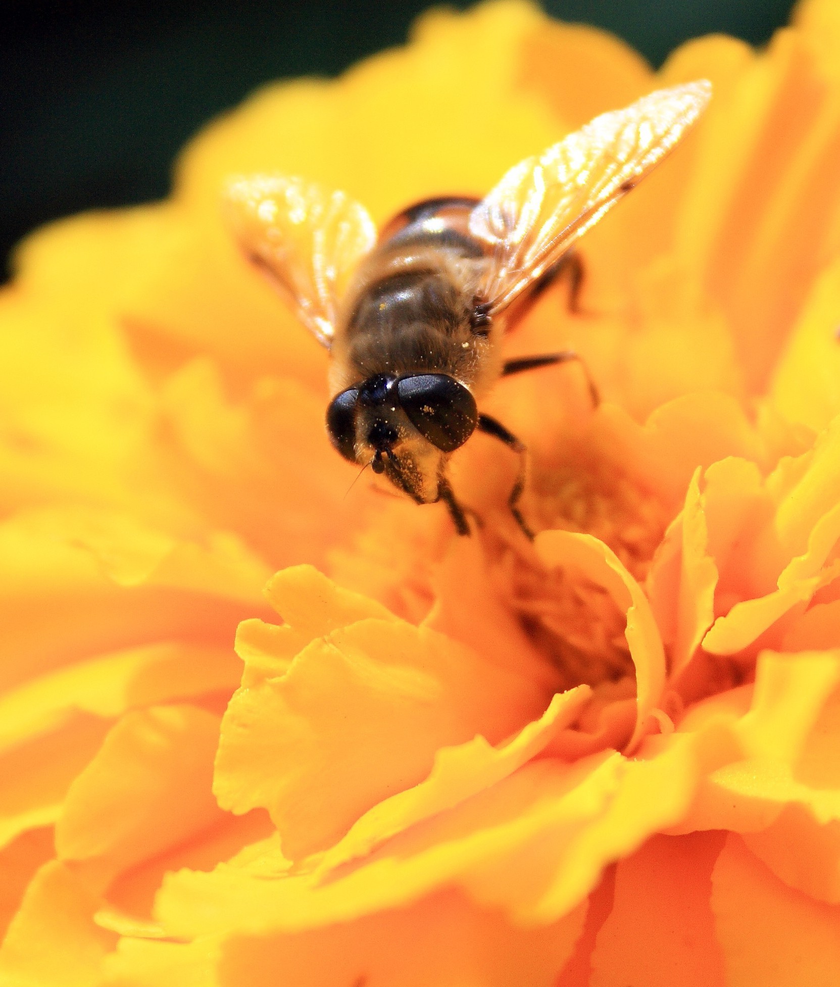 animais inseto abelha natureza pólen flor verão mel polinização vida selvagem ao ar livre animal invertebrados voar abelhas flora close-up néctar pouco cor