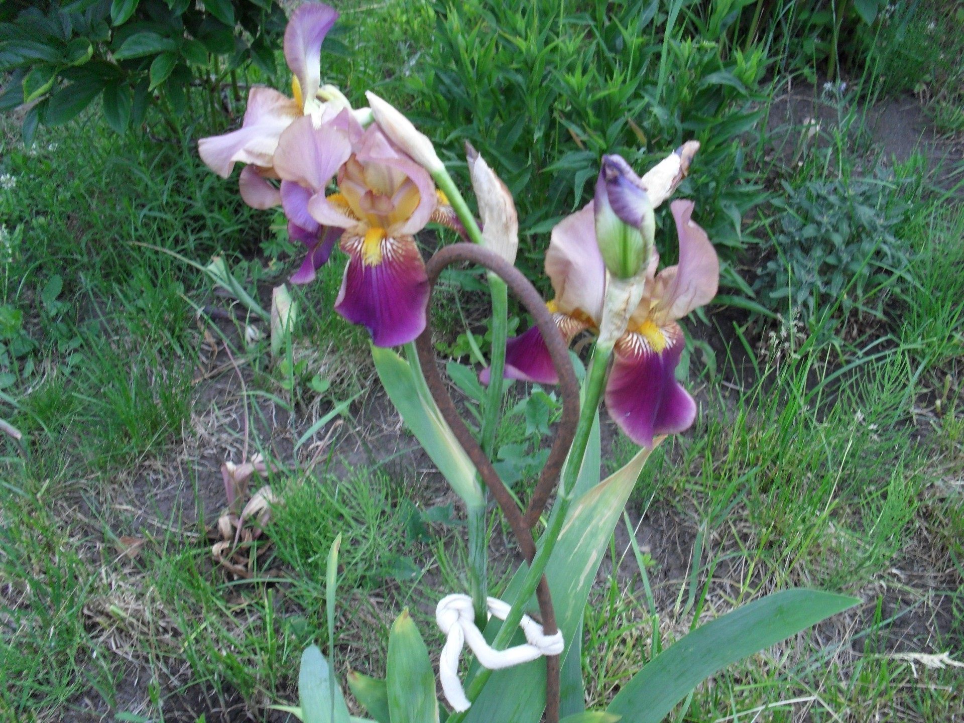 çiçekler çiçek doğa flora bahçe yaz çiçek çiçek açan yaprak çimen parlak taçyaprağı güzel açık havada sezon park alan renk saman kabuk