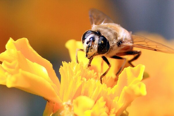 Eine Biene auf einer leuchtend gelben Blume