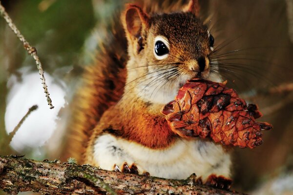 The squirrel sings songs and nibbles all the nuts