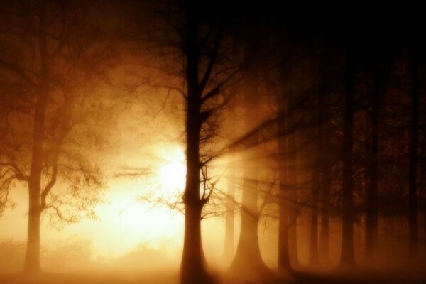 Paesaggio nebbioso nella foresta, albero in barlumi di luce