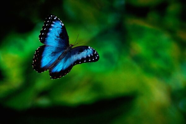 Foto eines blauen Schmetterlings auf Grün