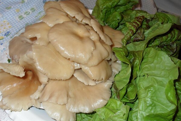 Champignons marinés et salade verte