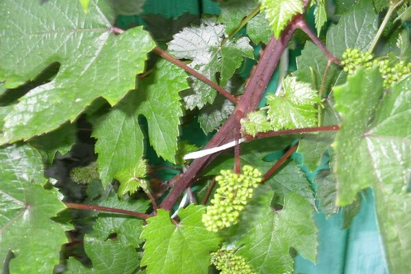 Grape vine small bunches