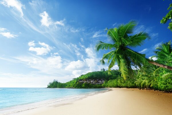 Tropical sea beach with palm trees