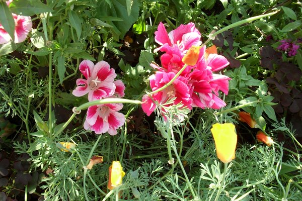 Gepflegter Garten mit Blumen