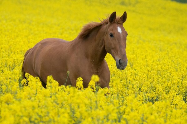 Garanhão jovem em um campo de flores amarelas