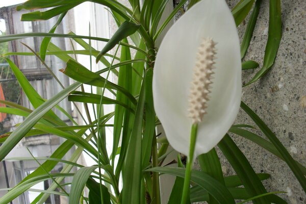 Fiore bianco come decorazione dell appartamento