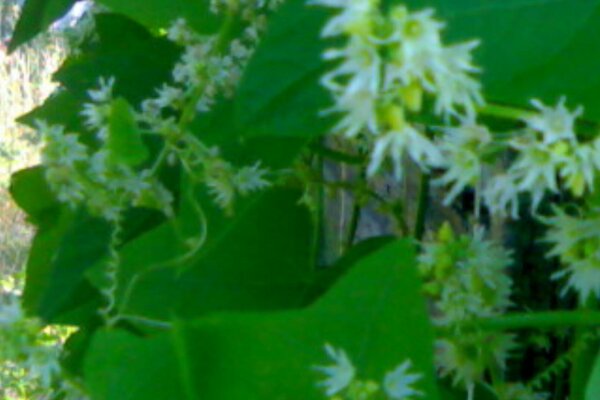 Les fleurs du concombre enragé sont discrètes