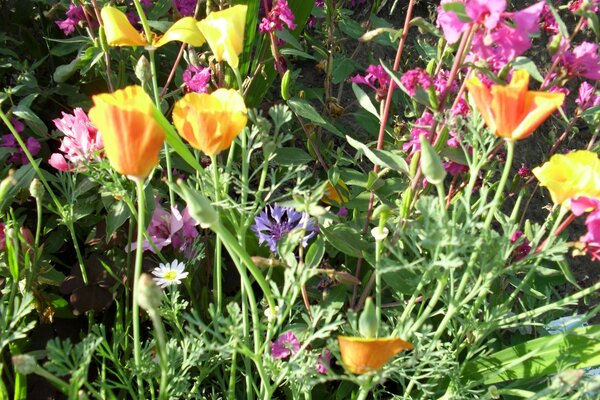 A field of dacha bright colors