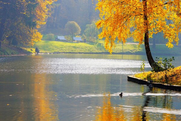 Gelber Herbstbaum in der Nähe des Flusses