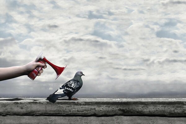 Pigeon on a gray sky background