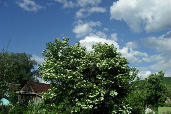 Grüner Baum in voller Blüte an einem Sommertag strahlen die Sonne durch die grünen Zweige des Baumes