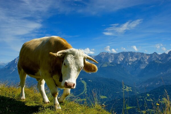 COW TRAVELS THROUGH ALPINE MEADOWS