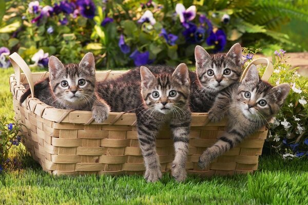 Quatro gatinhos em uma cesta de piquenique