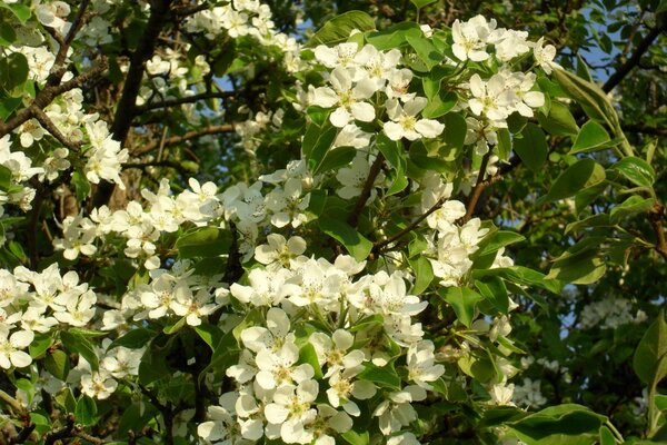 Una volta all anno i giardini fioriscono