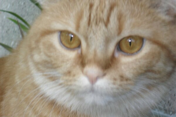 Rousse beau chat intelligent