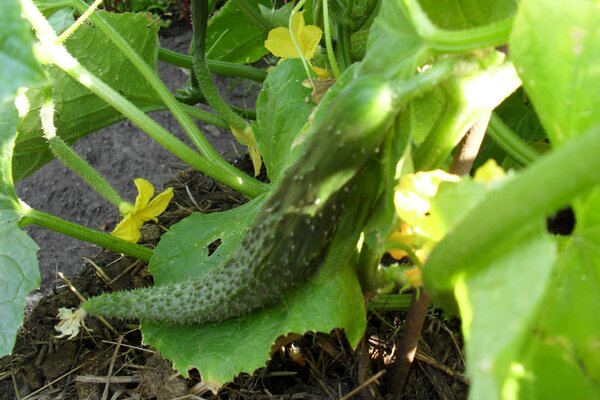 Die Schönheit der Sommersaison ist Gurken