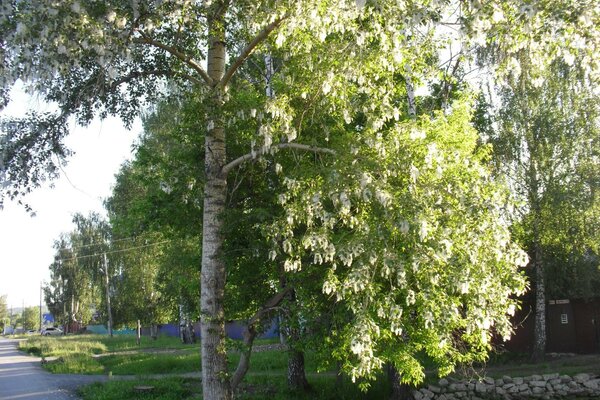 Пейзаж з деревом біля дороги