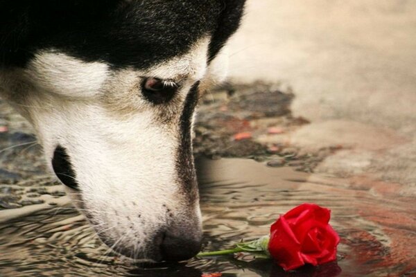 Perro junto a una rosa roja en el agua