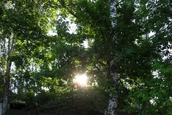 Bétulas verdes em tempo ensolarado