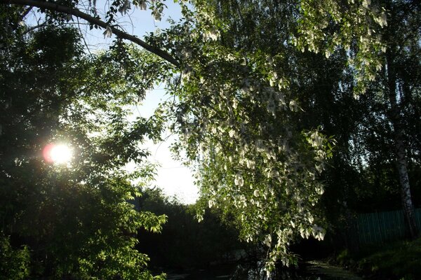 Rayons du soleil à travers les branches vertes de l arbre